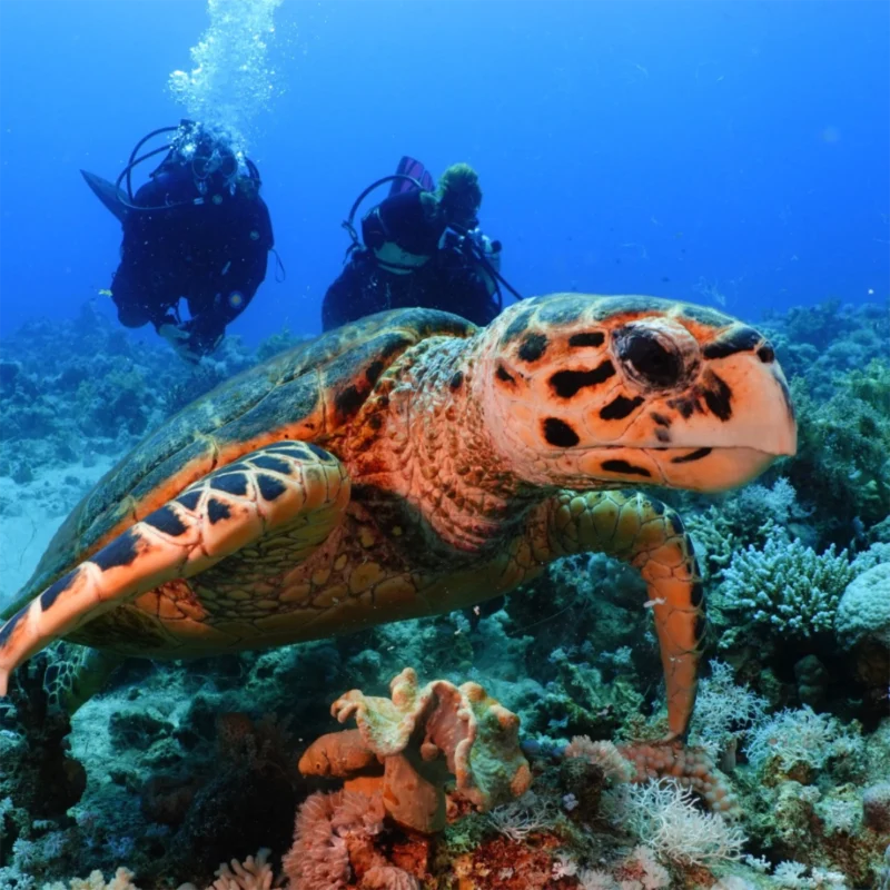 I.A.C. Open Water Diver – Bild 13
