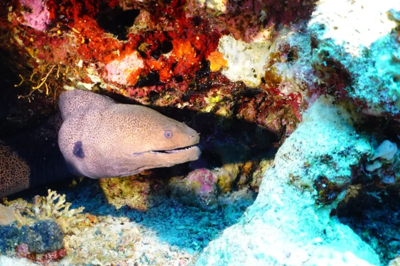I.A.C.  Advanced Open Water Diver – Bild 22