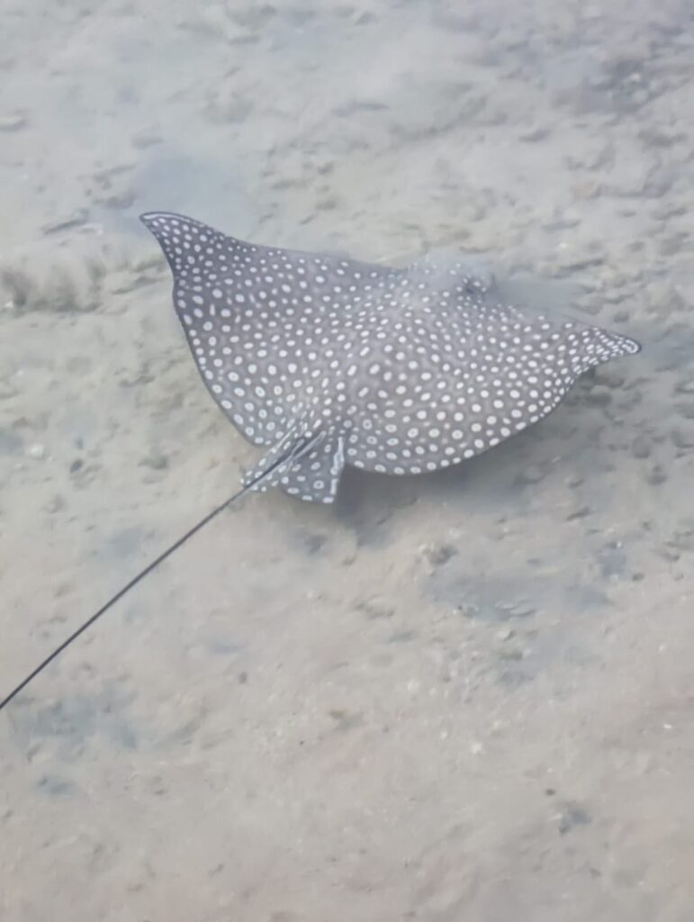 Adlerrochen im Roten Meer