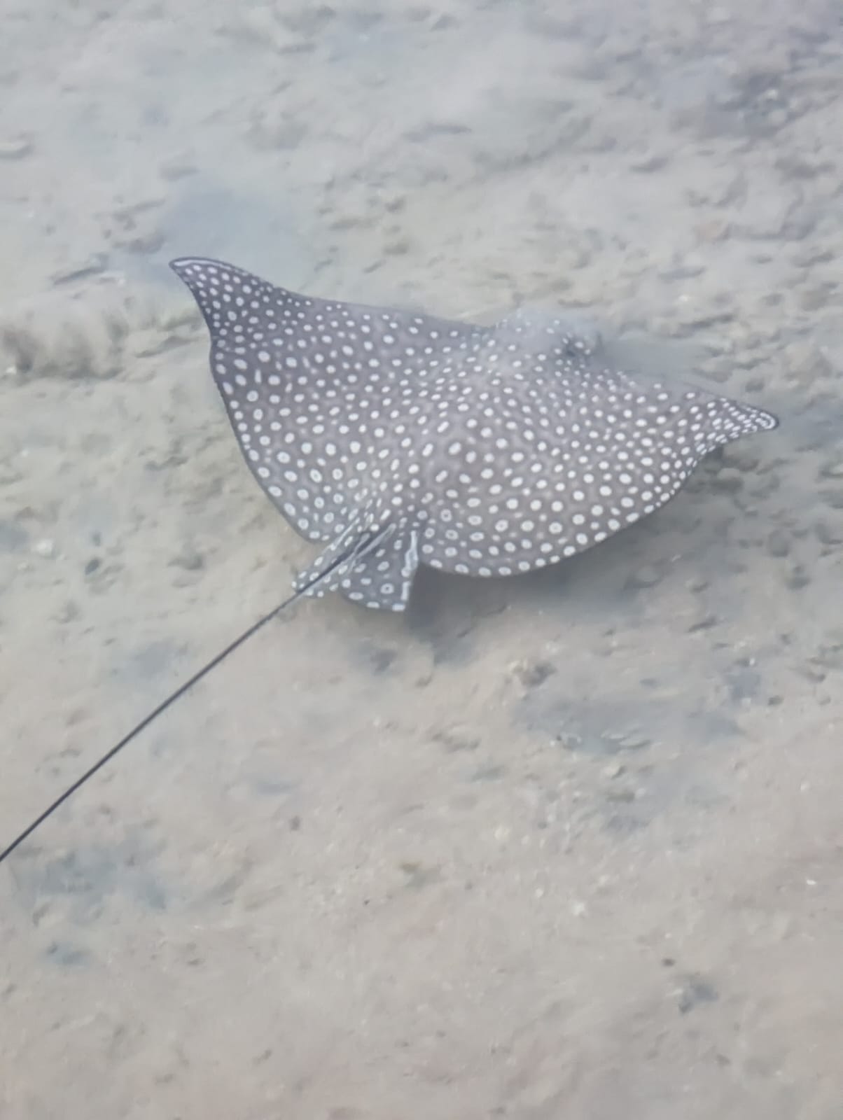 Adlerrochen im Roten Meer
