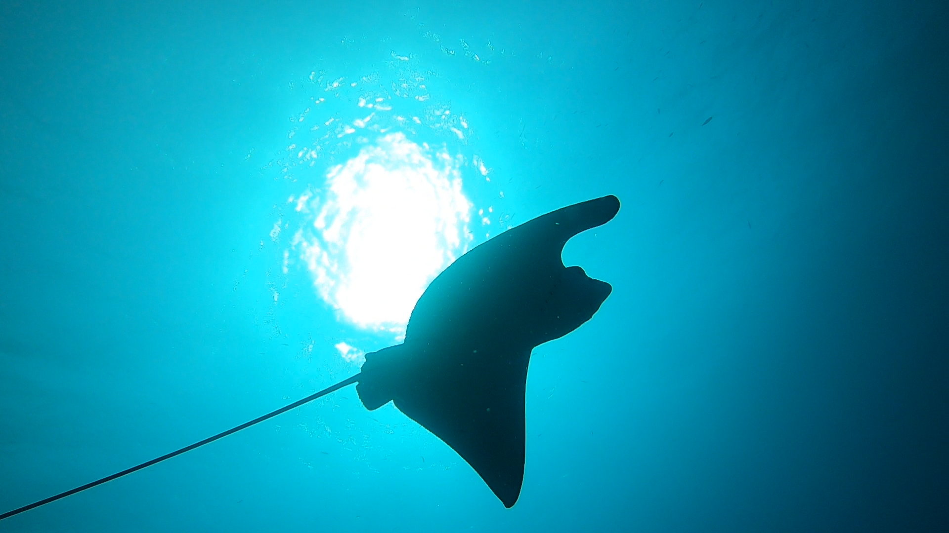 Adlerrochen im Roten Meer