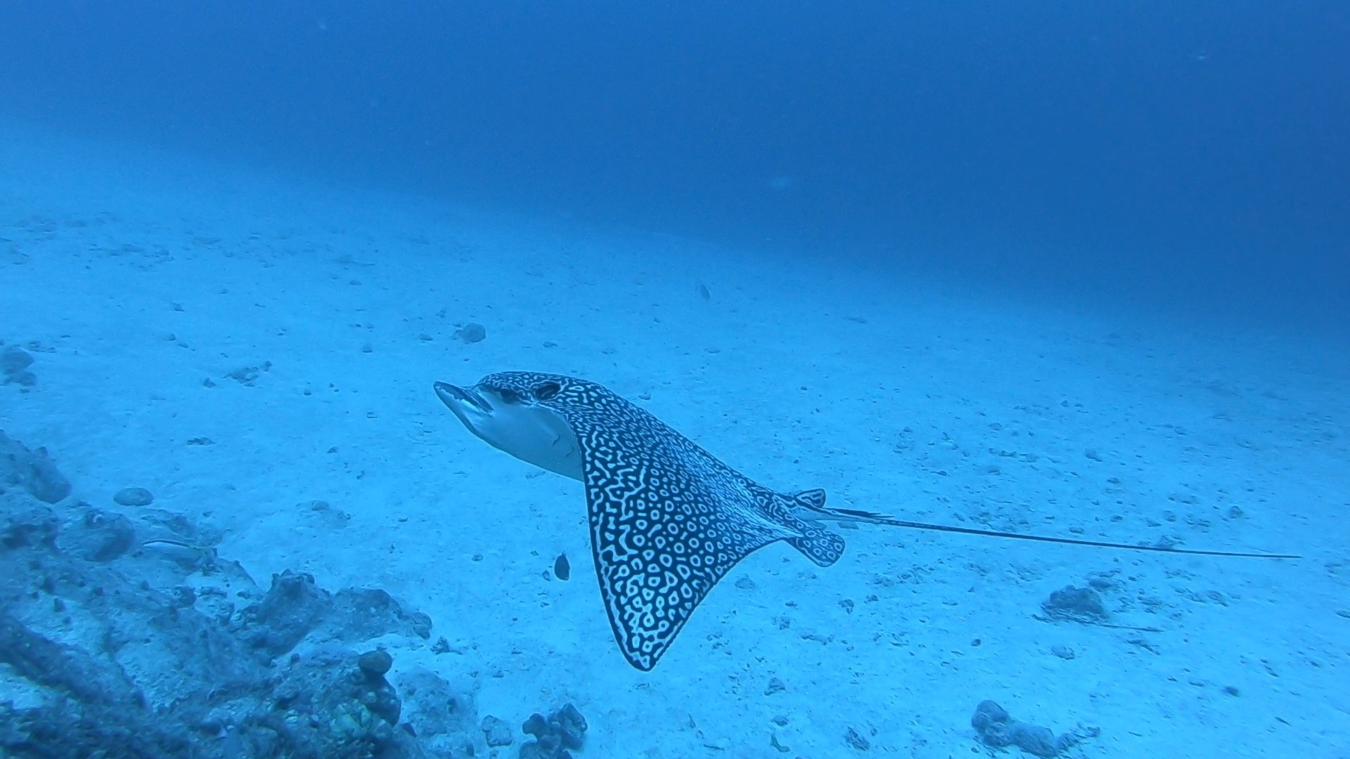 Adlerrochen im Roten Meer