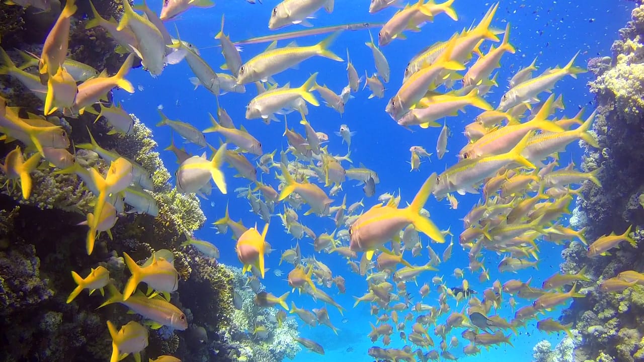 Gelbflossen-Barben Hurghada Rotes Meer