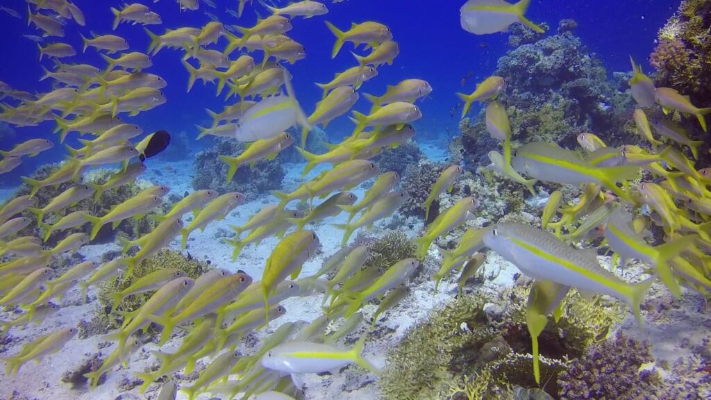 Gelbflossen-Barben Hurghada Rotes Meer