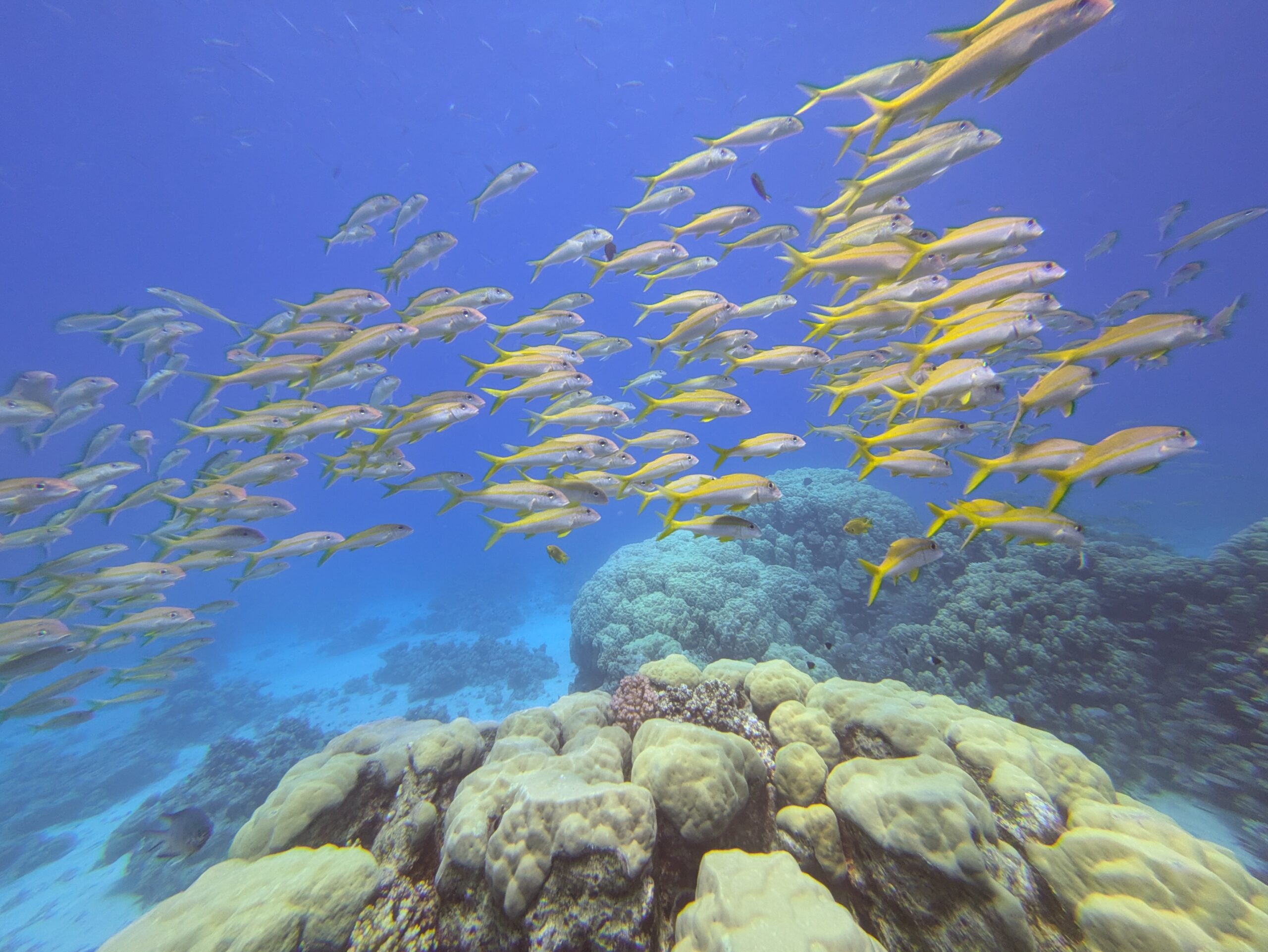 Gelbflossen-Barben Hurghada Rotes Meer