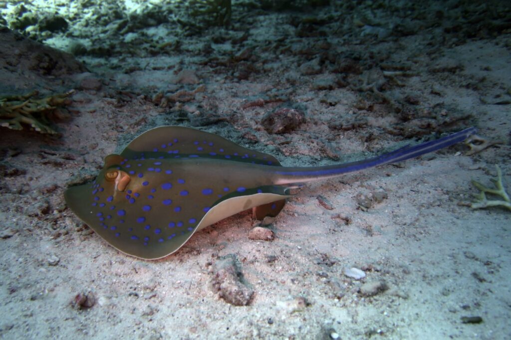 Blaupunktrochen im Roten Meer