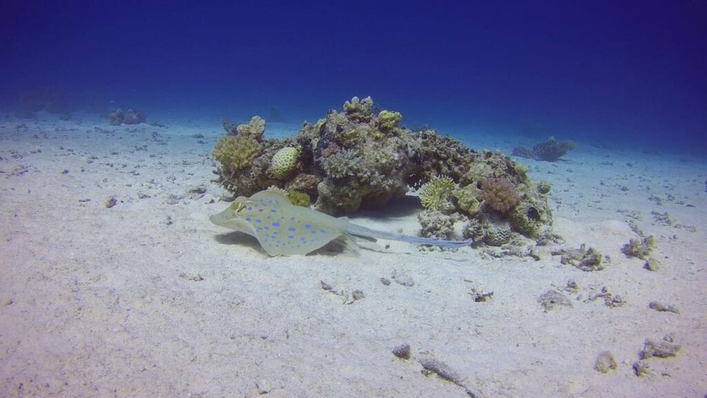 Blaupunktrochen im Roten Meer