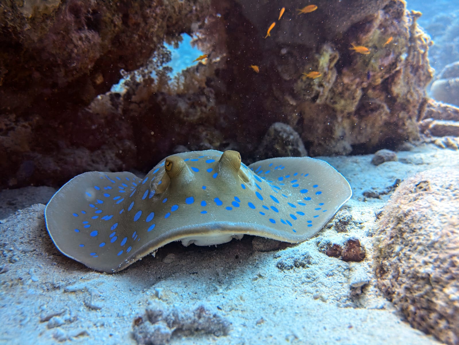 Blaupunktrochen im Roten Meer