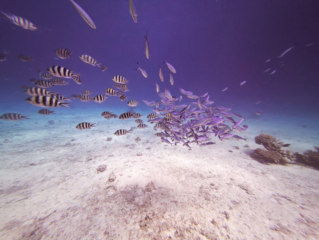 Blaustreifen-Füsiliere Hurghada Rotes Meer