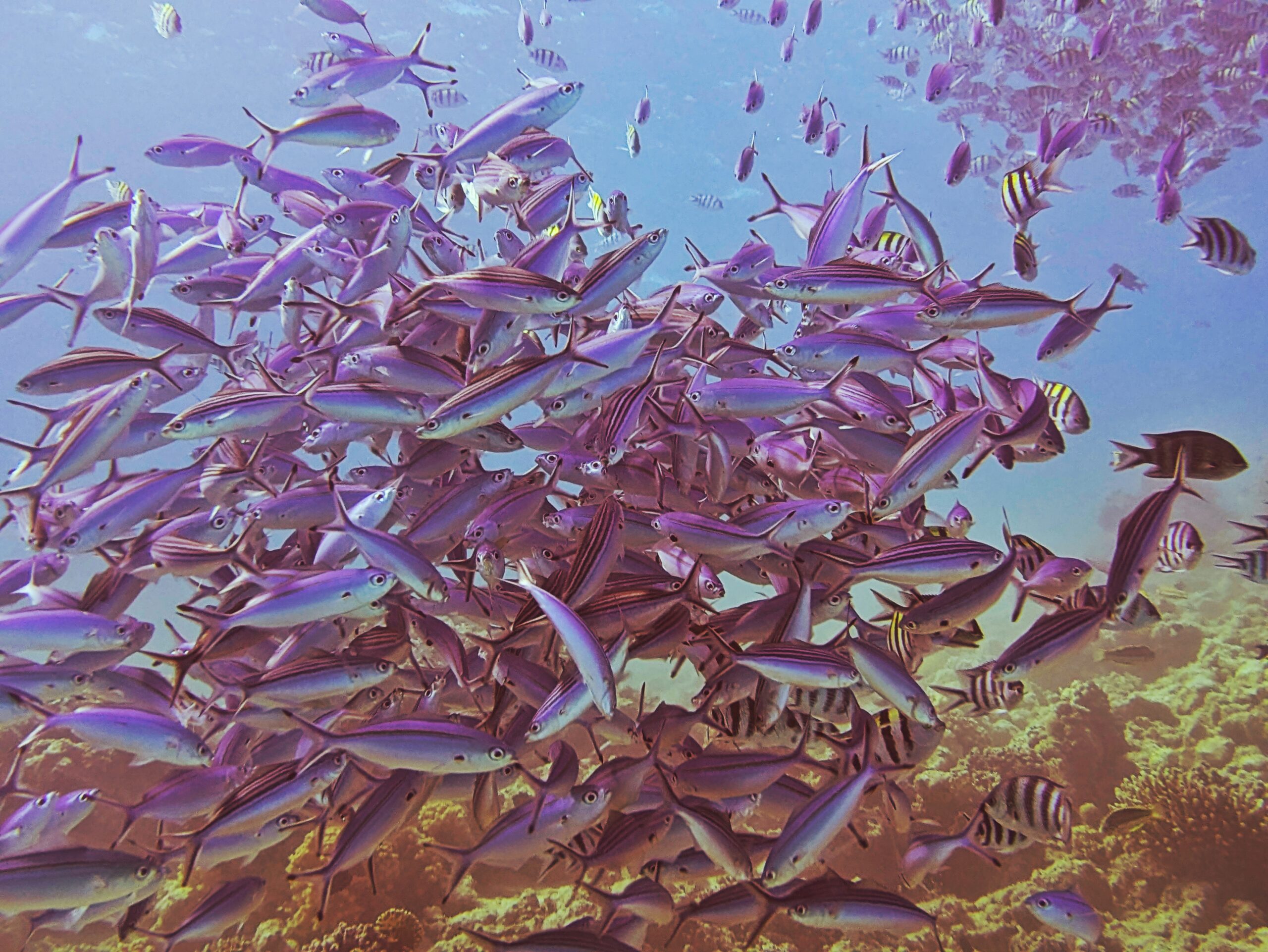 Blaustreifen-Füsiliere Hurghada Rotes Meer