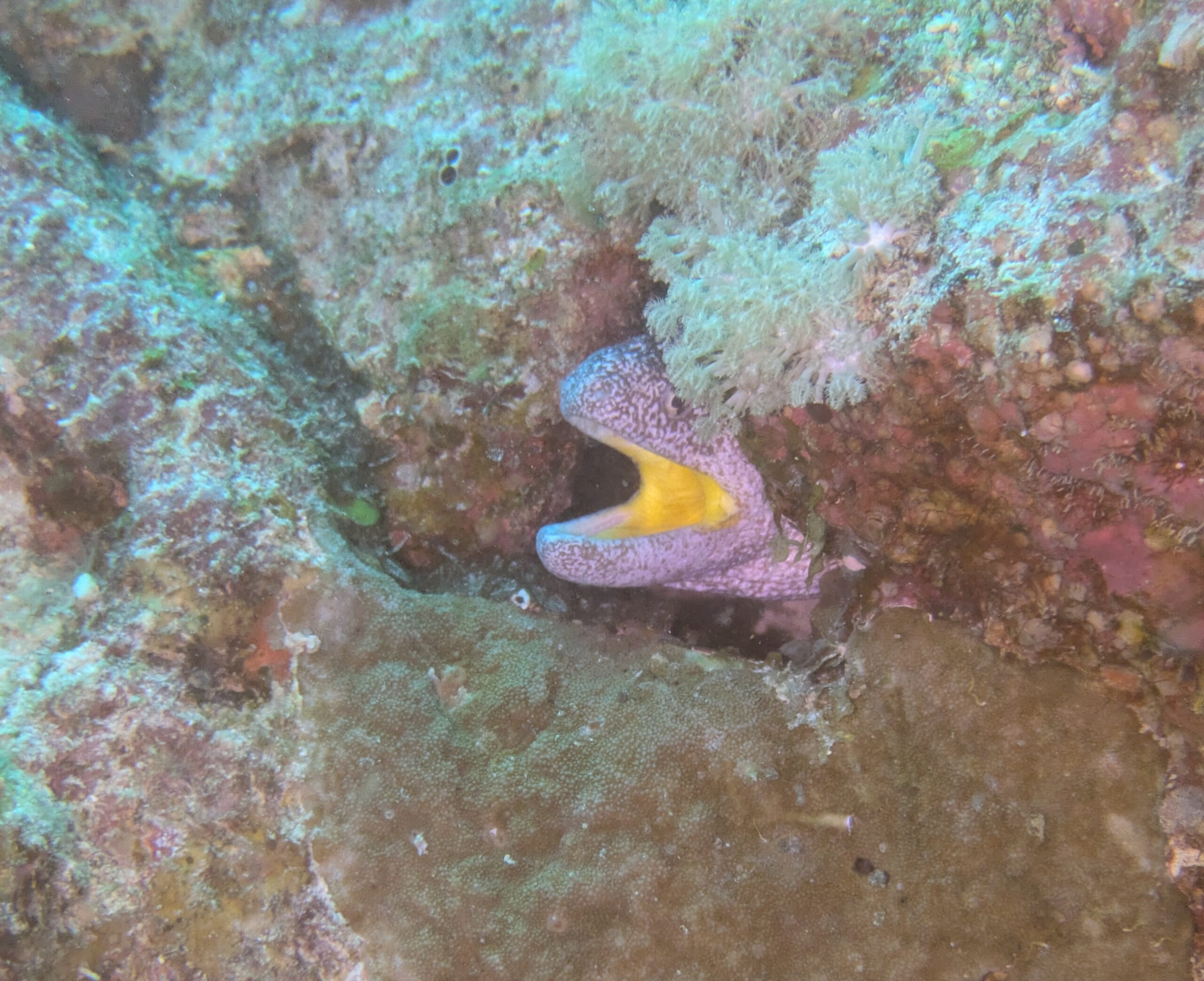 Gelbmaul Muräne Hurghada Rotes Meer