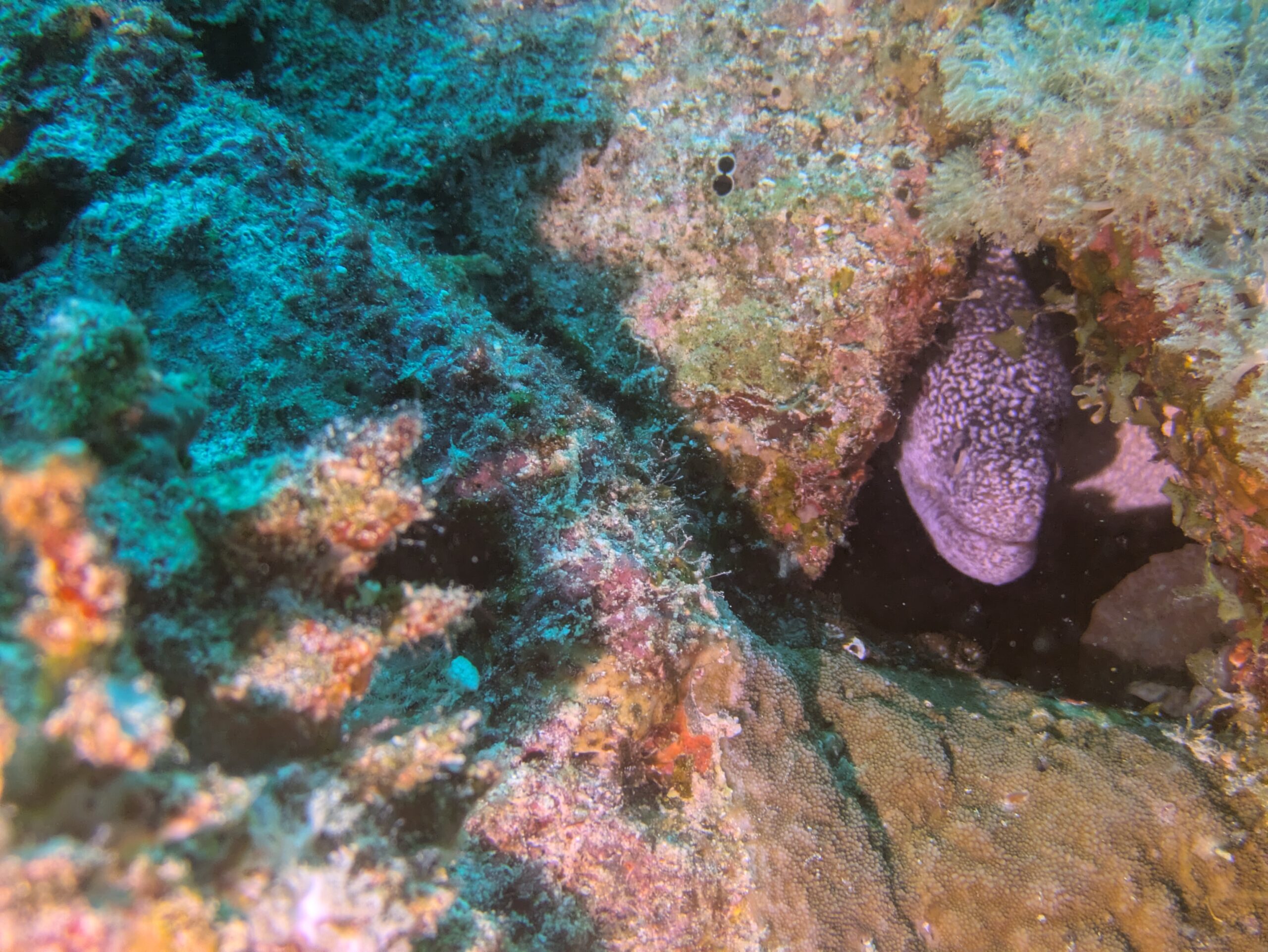 Gelbmaul Muräne Hurghada Rotes Meer