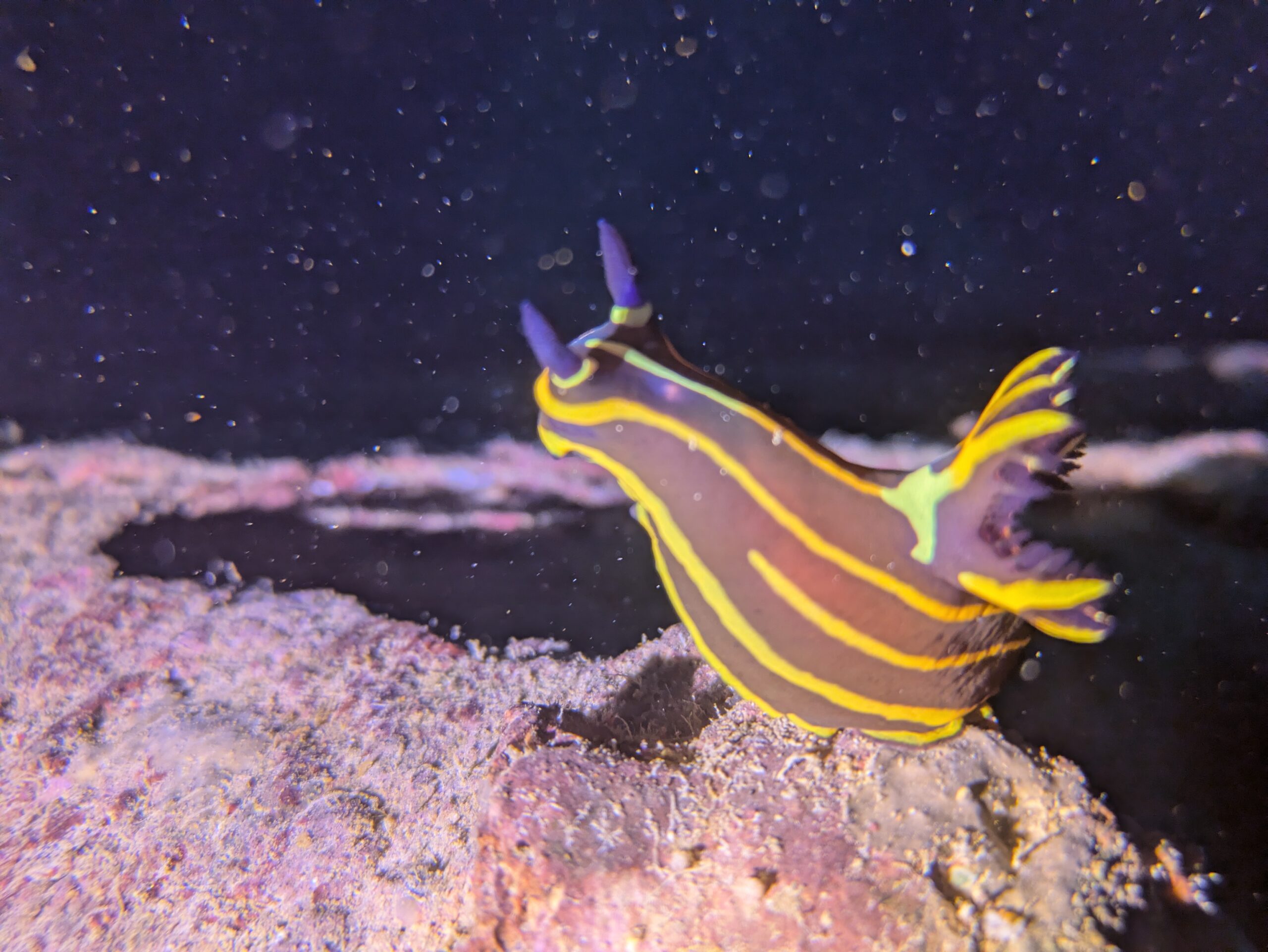 Gelbgestreifte Pracht Dorid Hurghada Rotes Meer