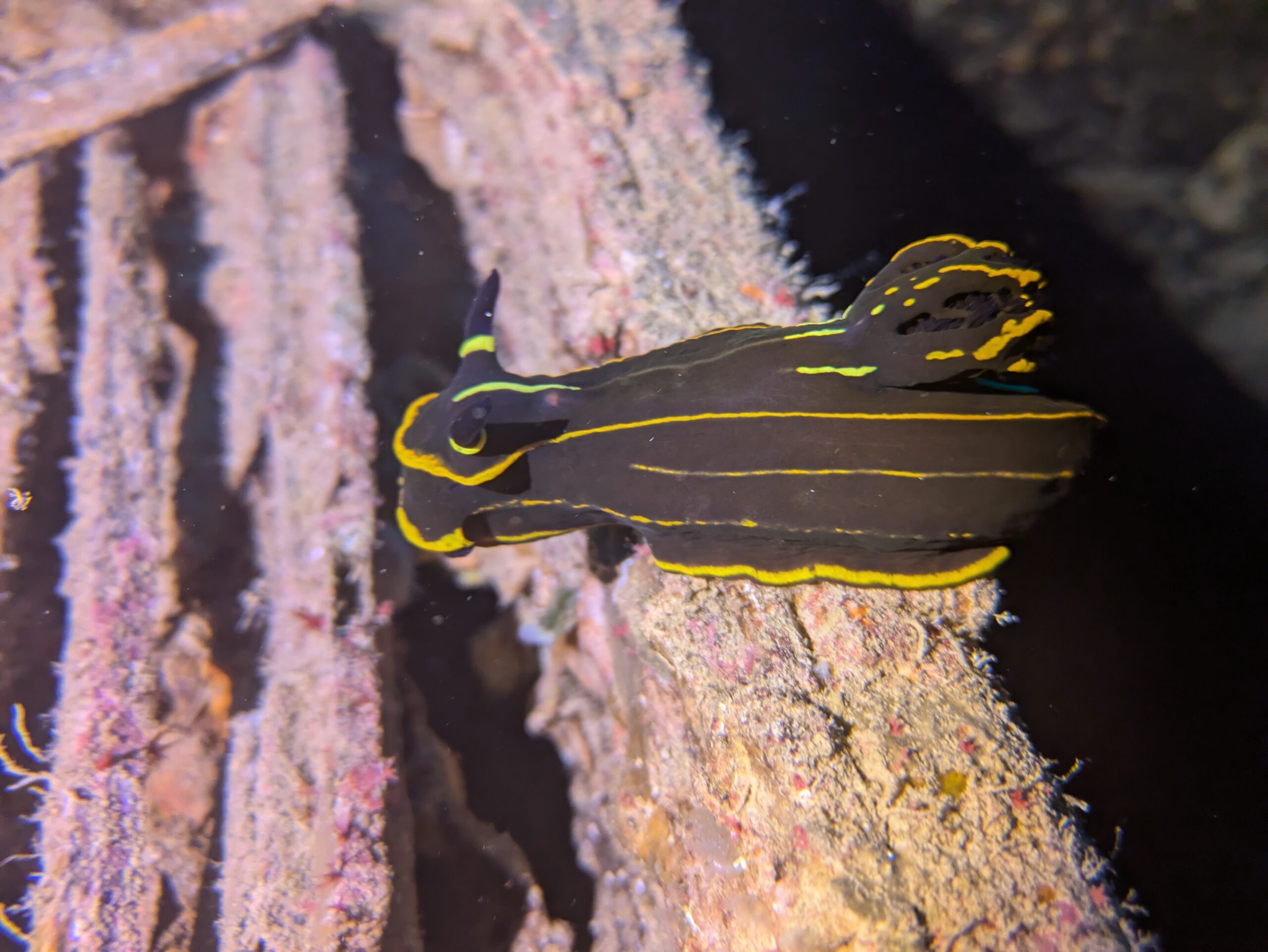 Gelbgestreifte Pracht Dorid Hurghada Rotes Meer