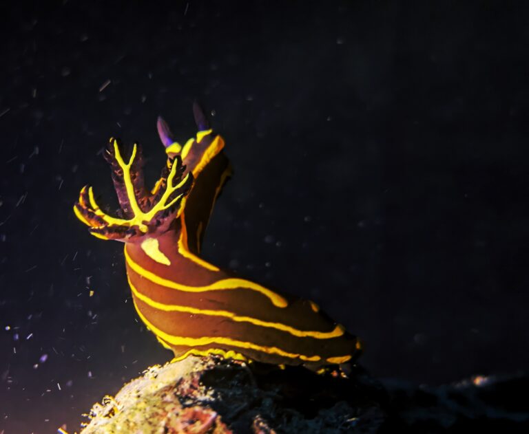 Gelbgestreifte Pracht Dorid Hurghada Rotes Meer