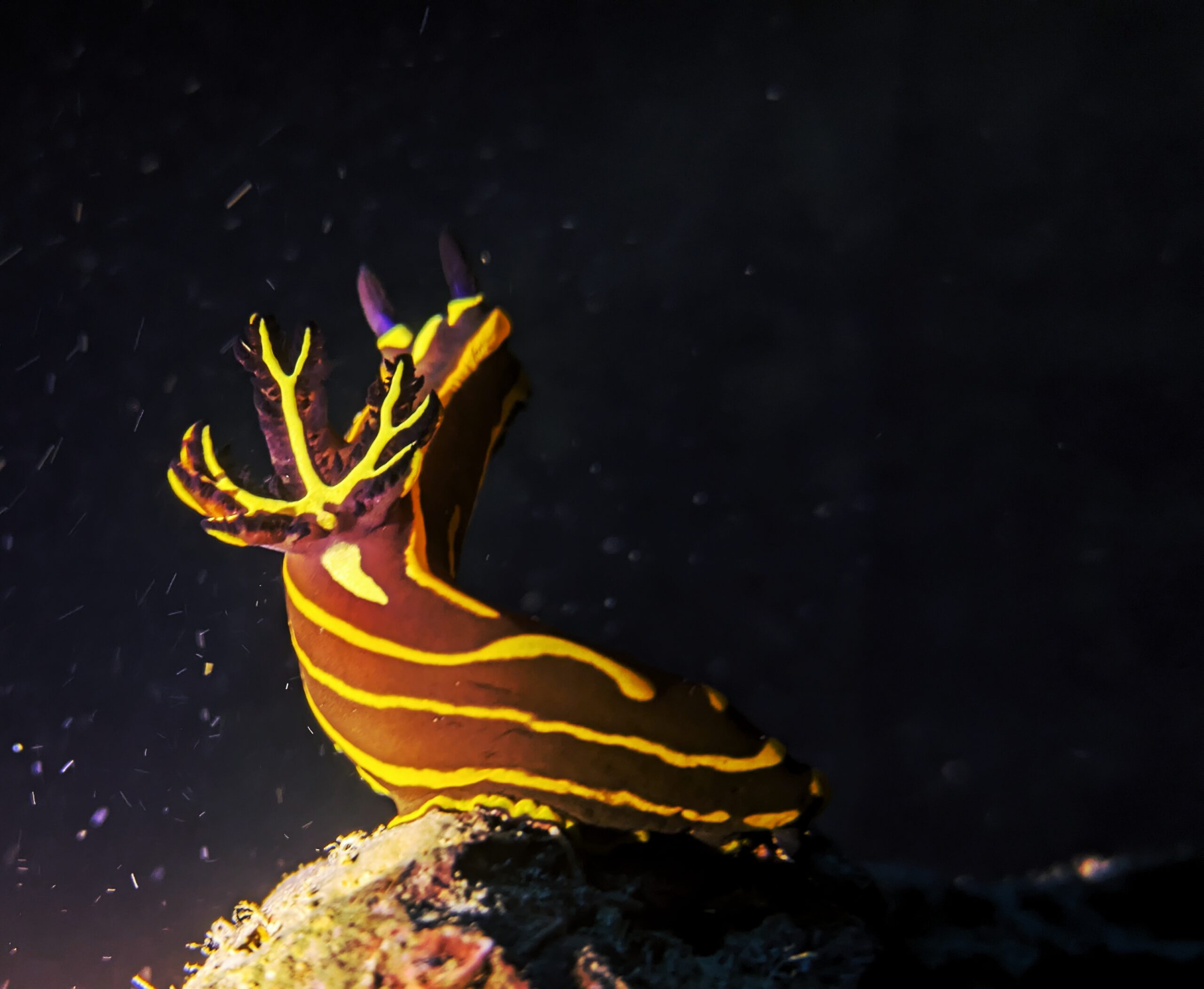 Gelbgestreifte Pracht Dorid Hurghada Rotes Meer