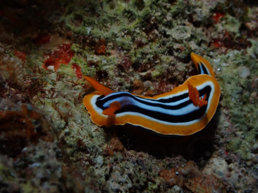 Pyjama Schnecke Hurghada Rotes Meer