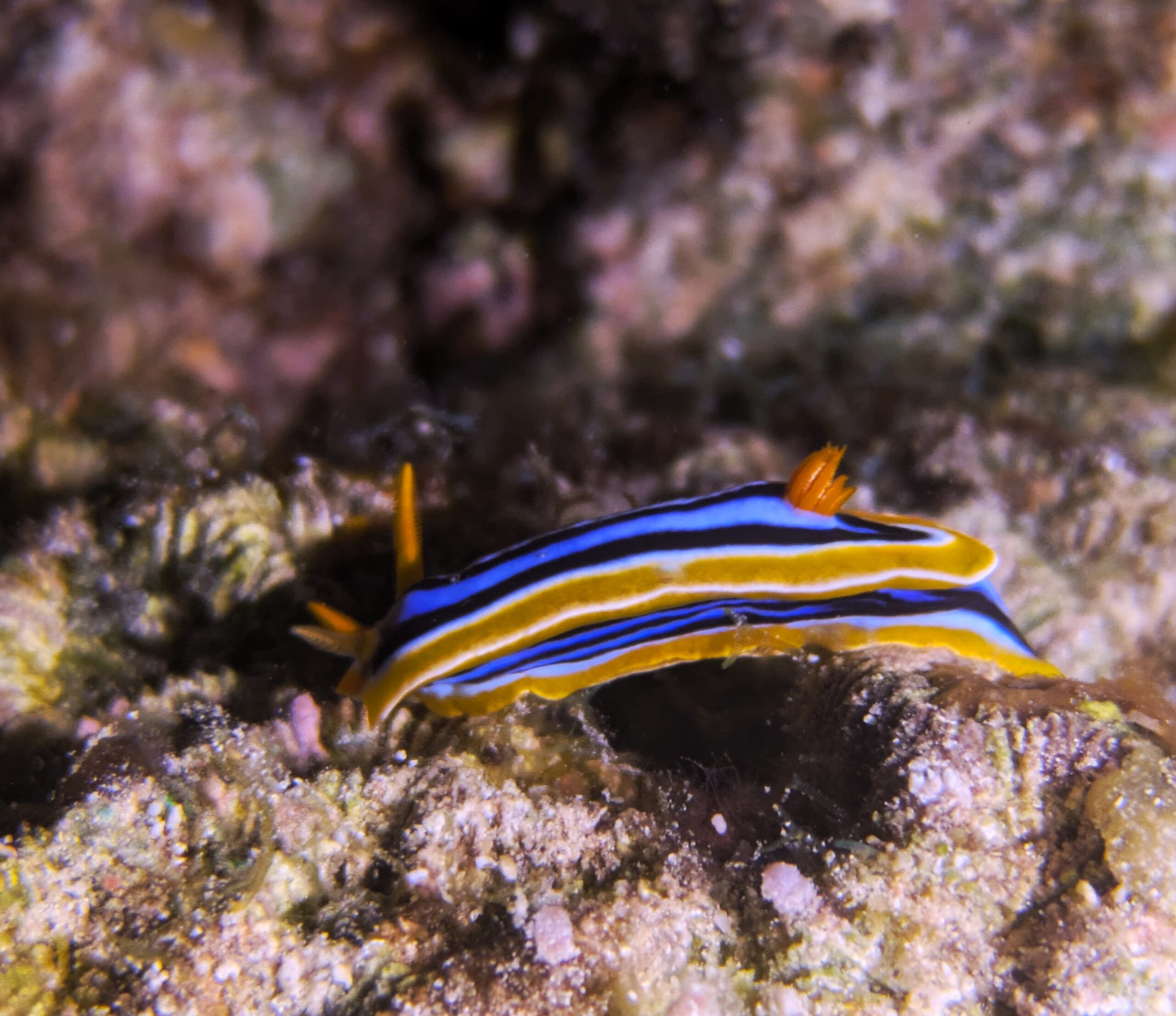 Pyjama Schnecke Hurghada Rotes Meer