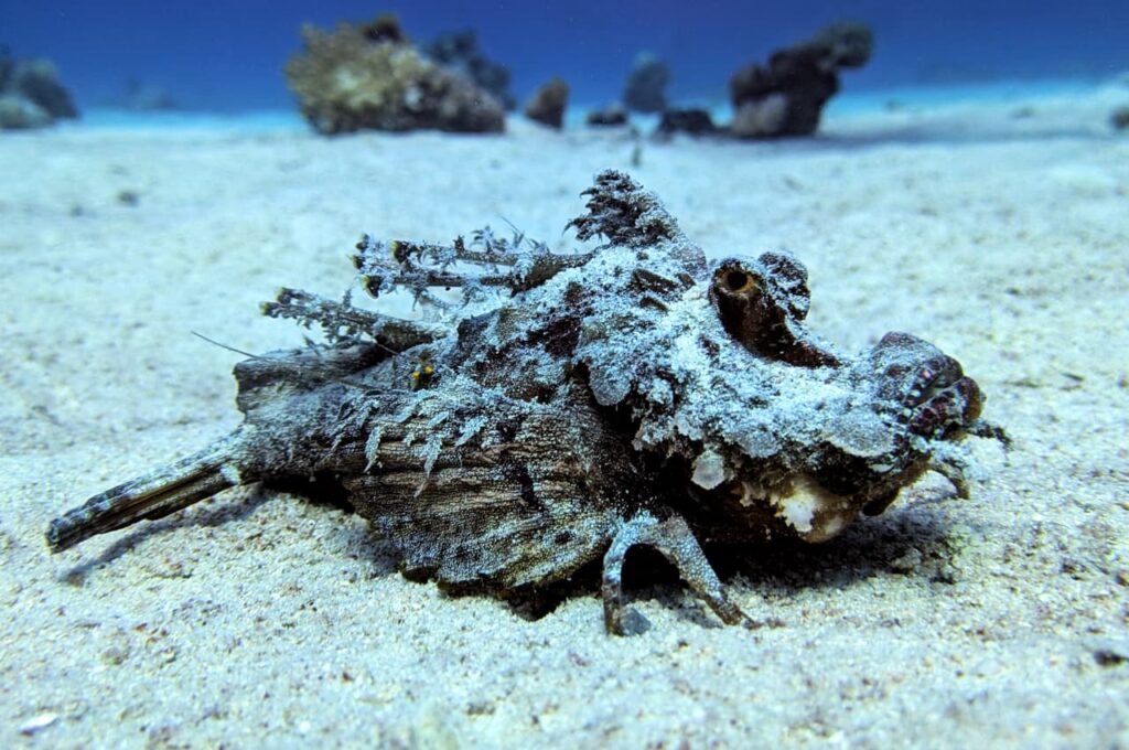 Red Sea Walkman Hurghada