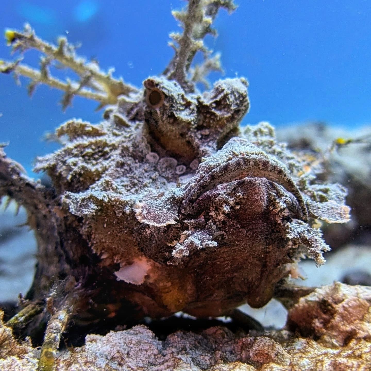 Red Sea Walkman Hurghada
