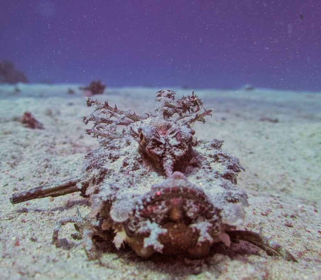 Red Sea Walkman Hurghada