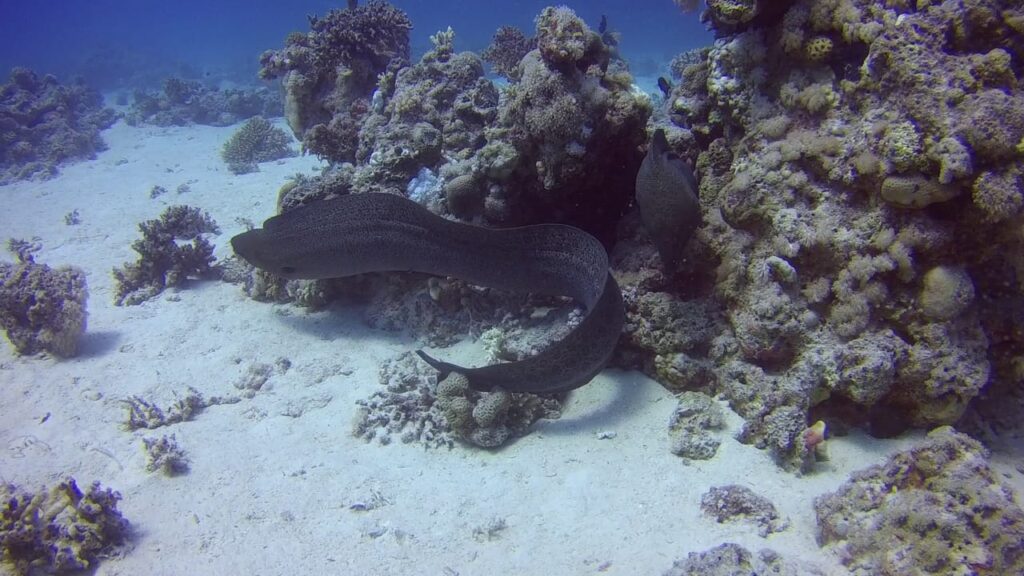 Riesenmuräne Hurghada Rotes Meer