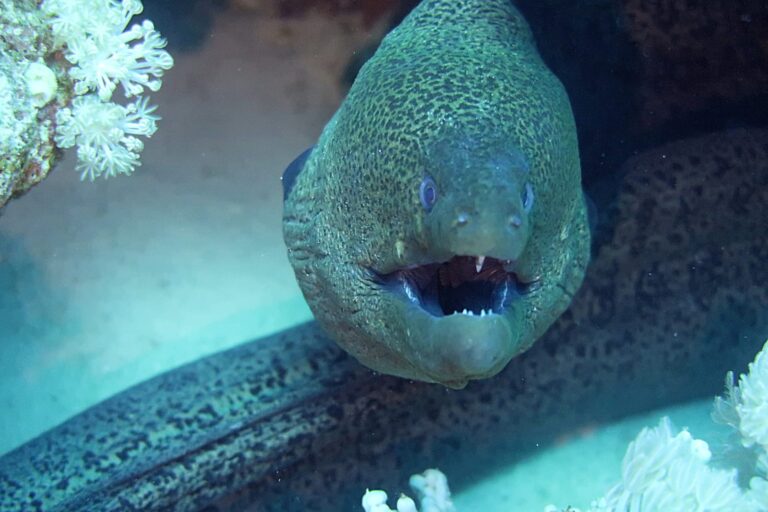 Riesenmuräne Hurghada Rotes Meer