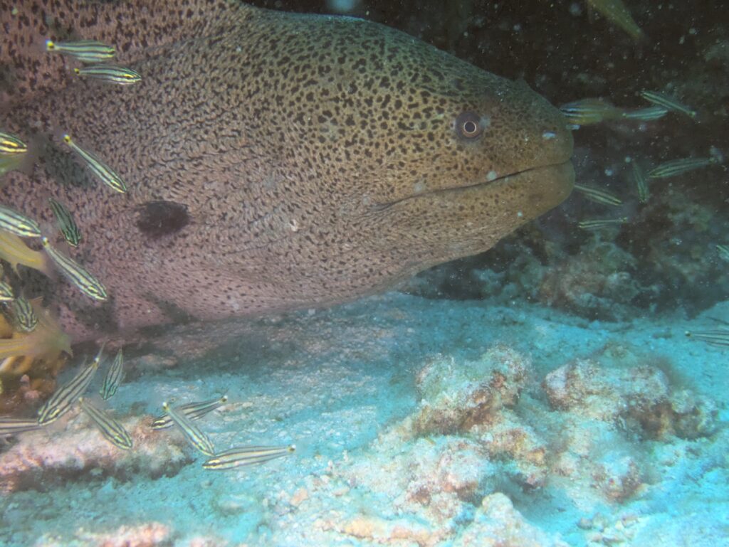 Riesenmuräne Hurghada Rotes Meer