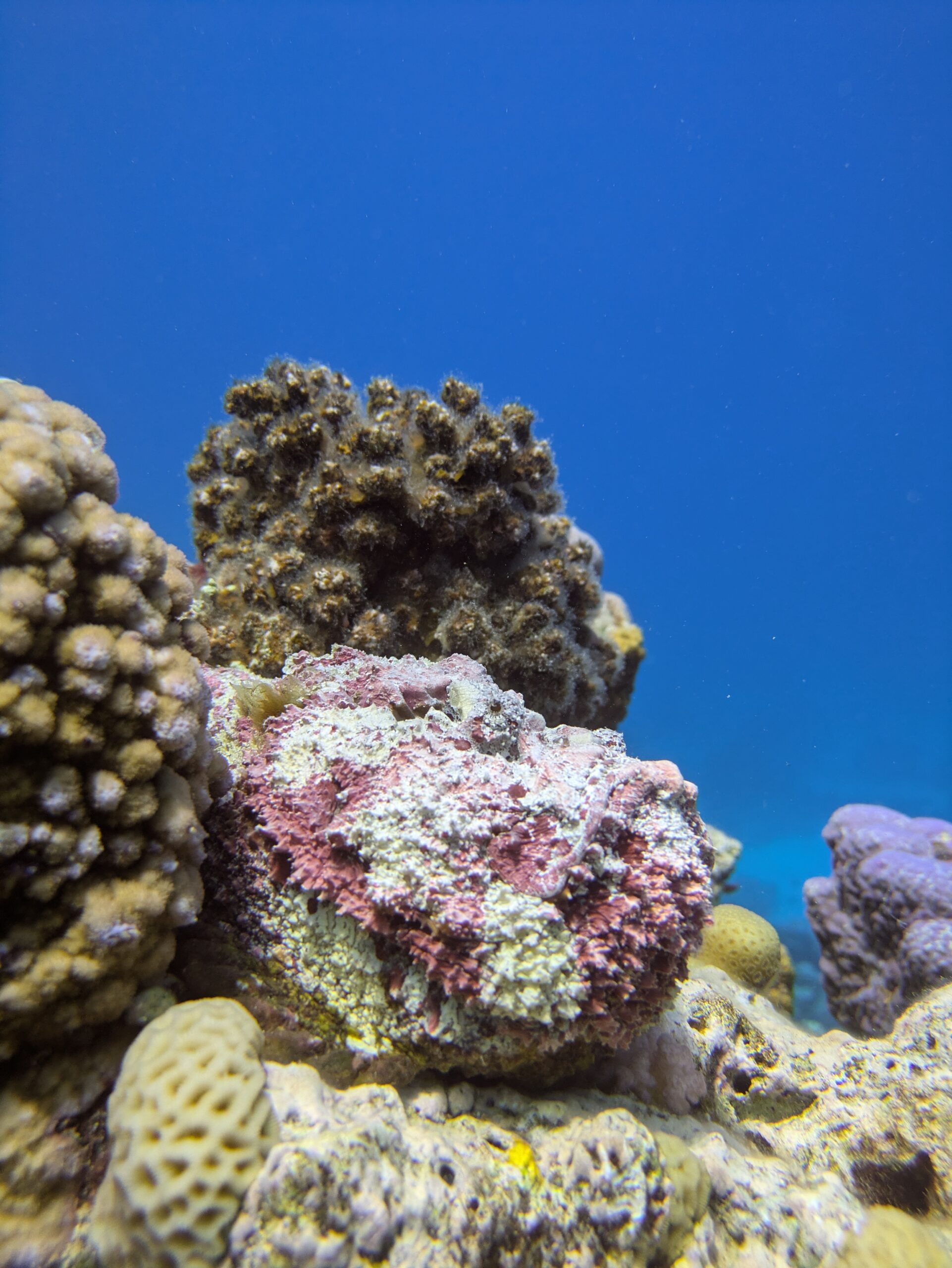 Echter Steinfisch Hurghada Rotes Meer