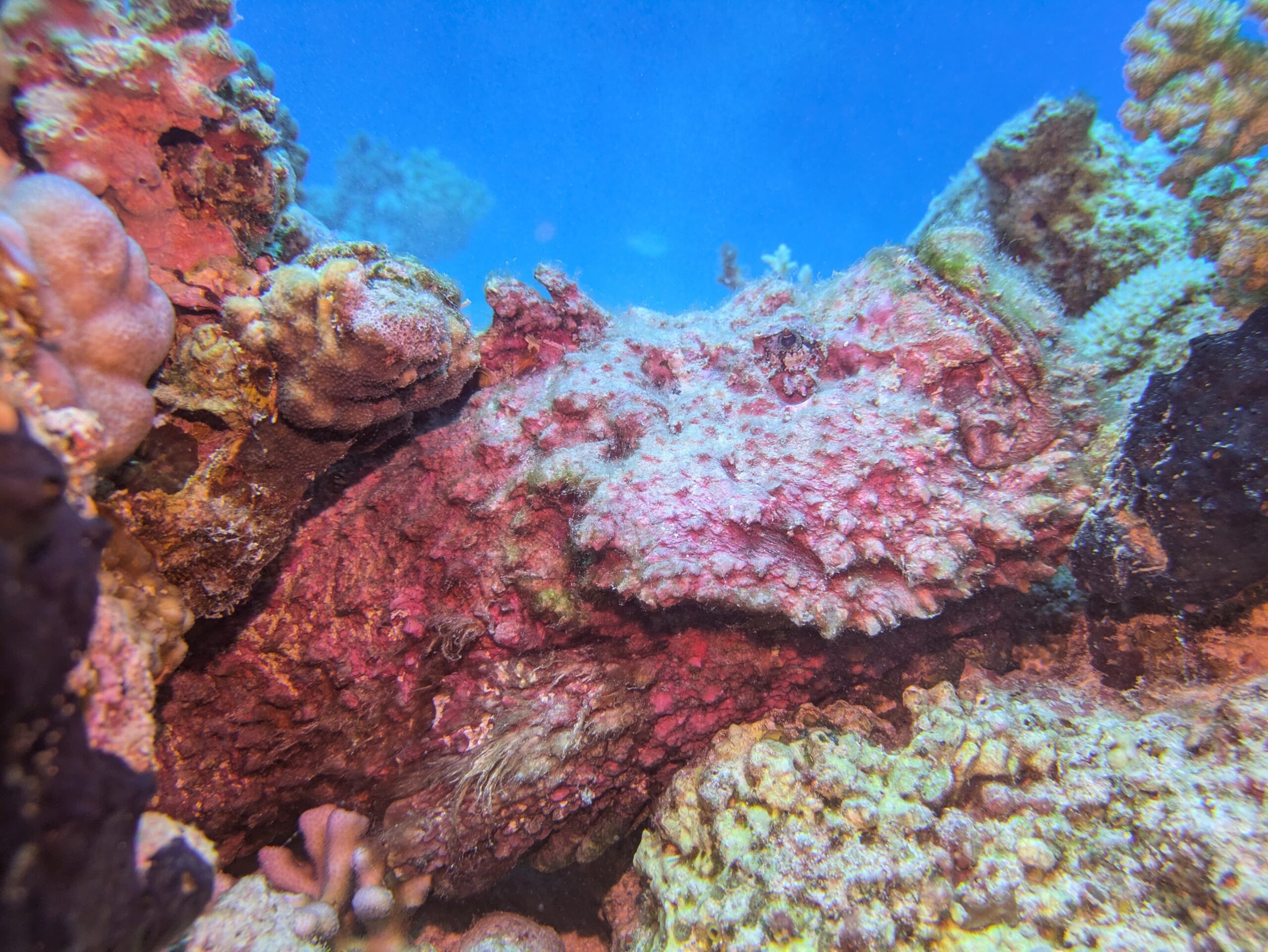 Echter Steinfisch Hurghada Rotes Meer