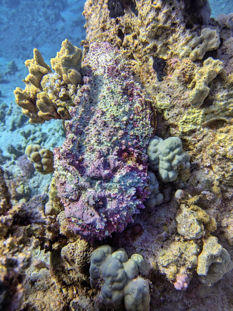 Echter Steinfisch Hurghada Rotes Meer