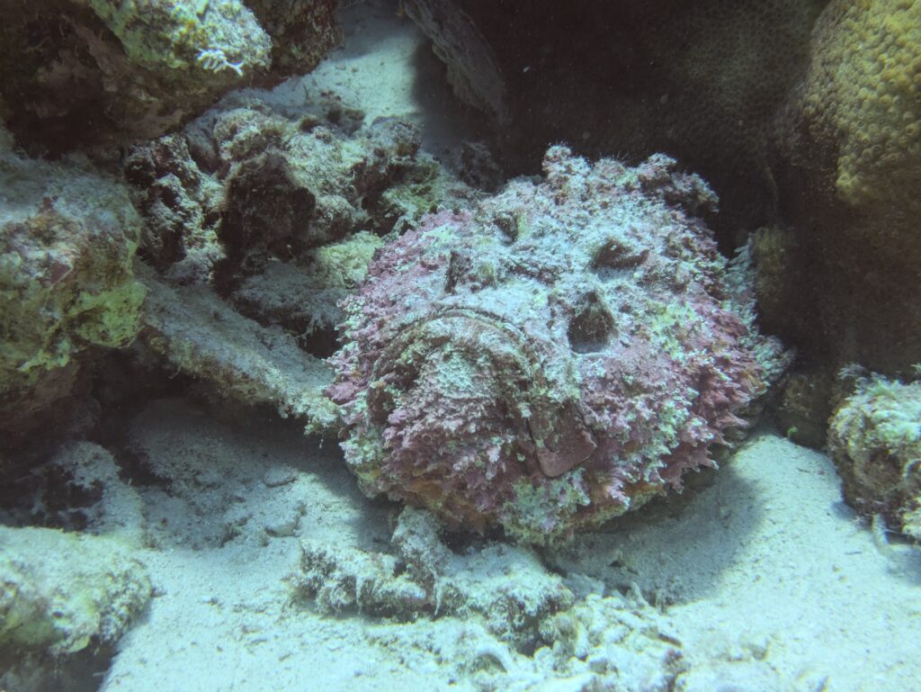 Echter Steinfisch Hurghada Rotes Meer