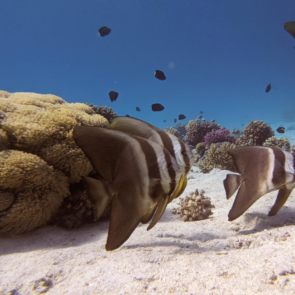 Fledermausfisch Hurghada Rotes Meer