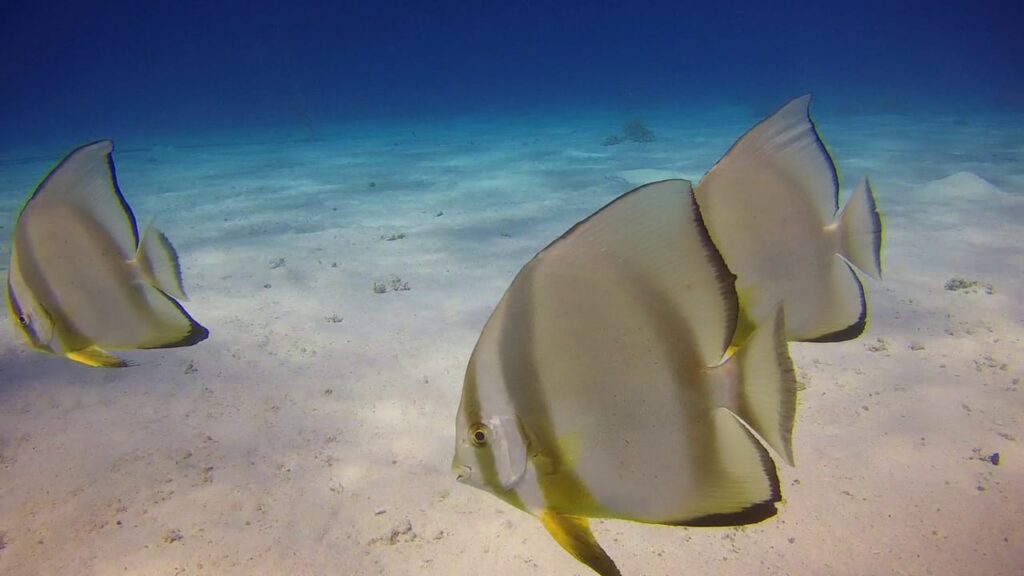 Fledermausfisch Hurghada Rotes Meer