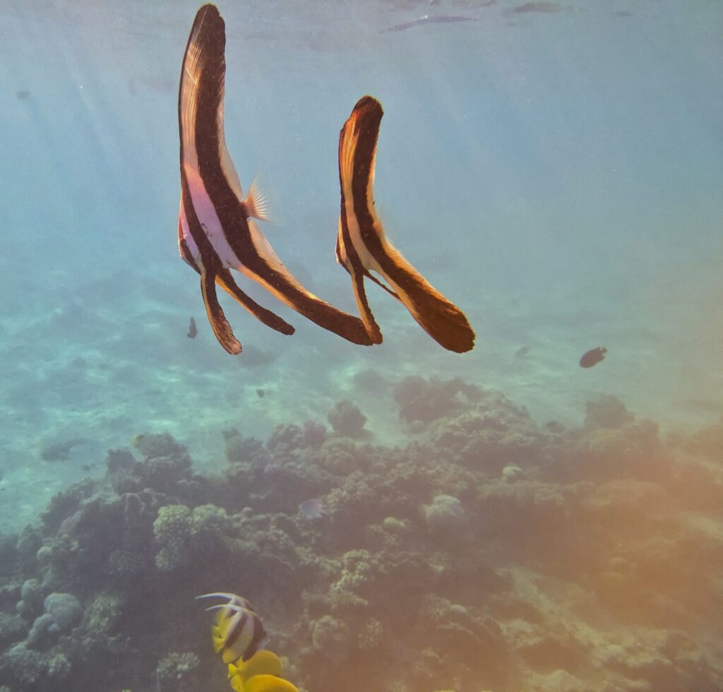 Fledermausfisch Hurghada Rotes Meer
