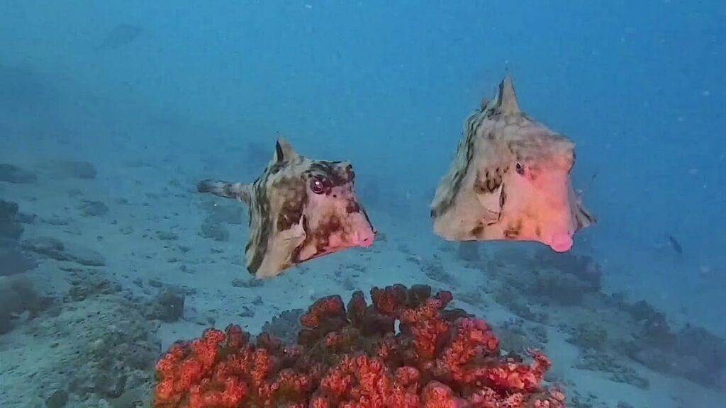 Pyramidenkofferfisch Rotes Meer Hurghada