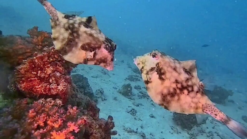 Pyramidenkofferfisch Rotes Meer Hurghada