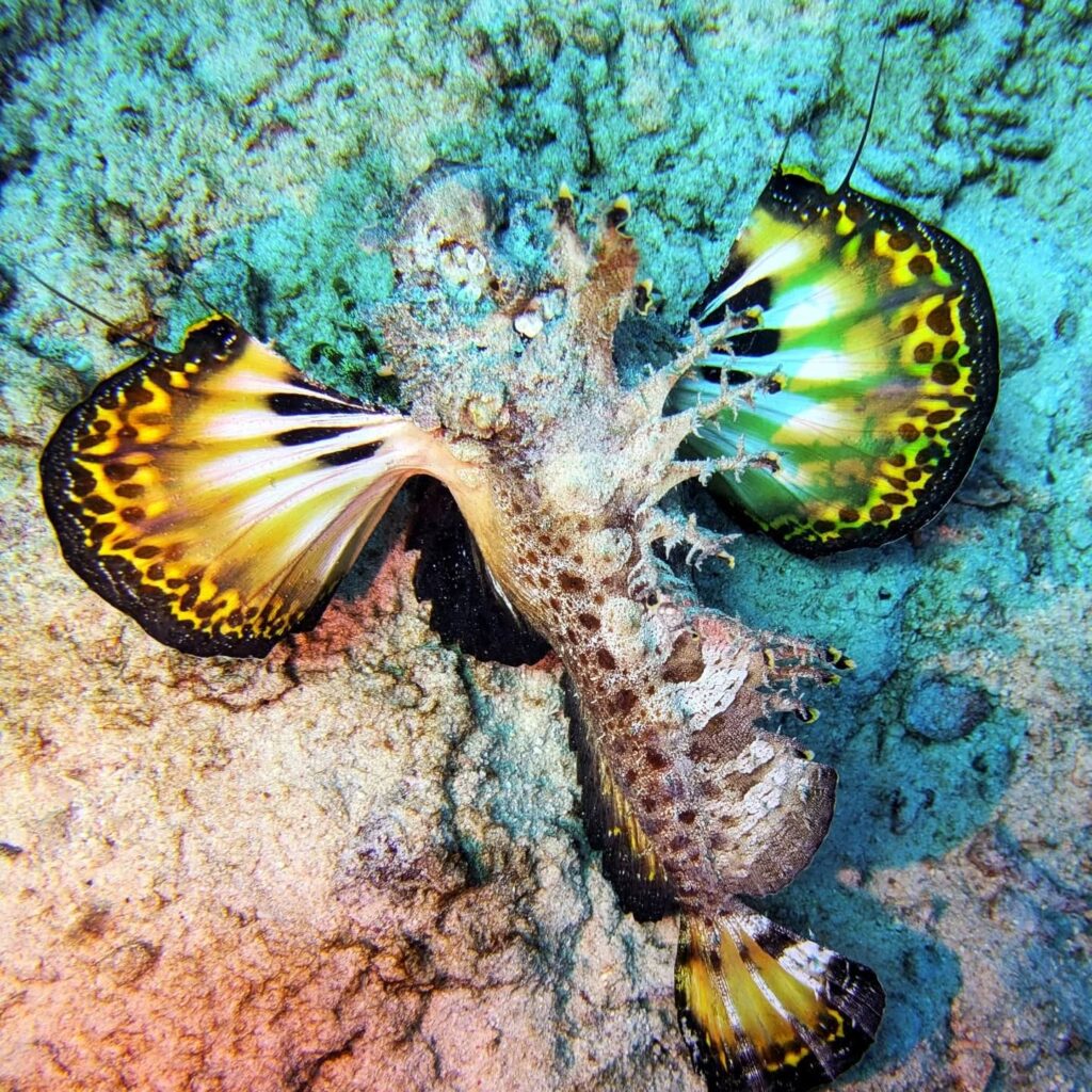 Red Sea Walkman Hurghada