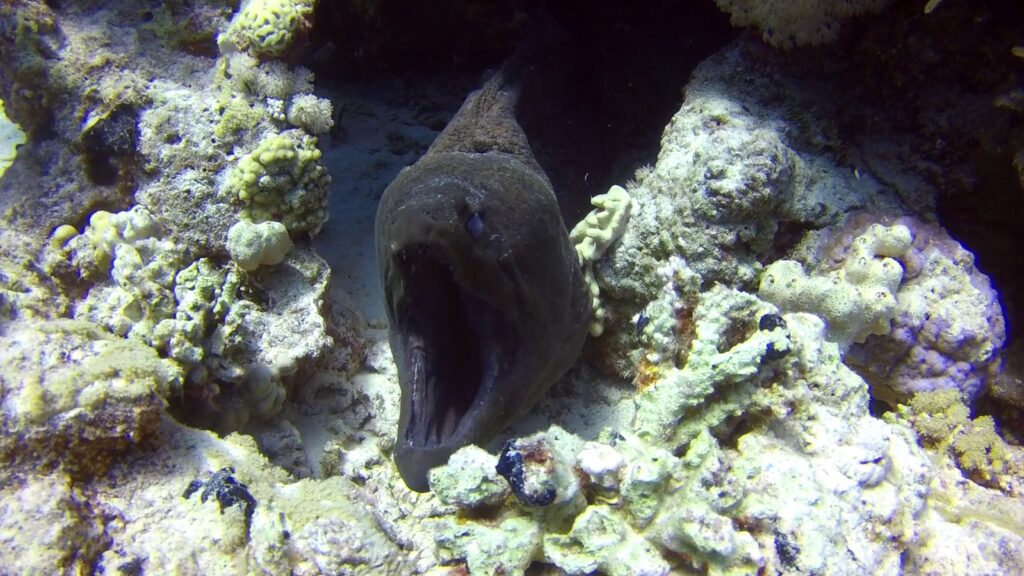 Riesenmuräne Hurghada Rotes Meer