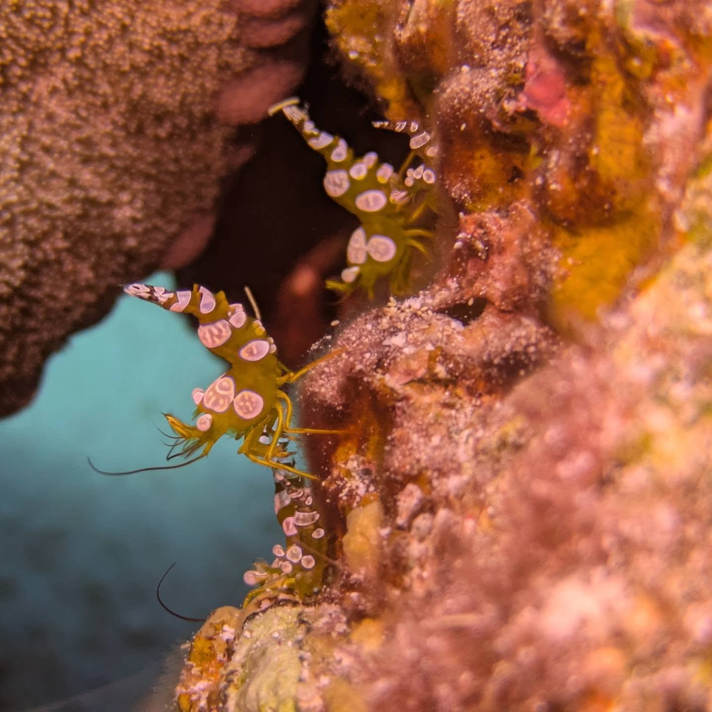 Hohlkreuzgarnele Sexy Shrimps