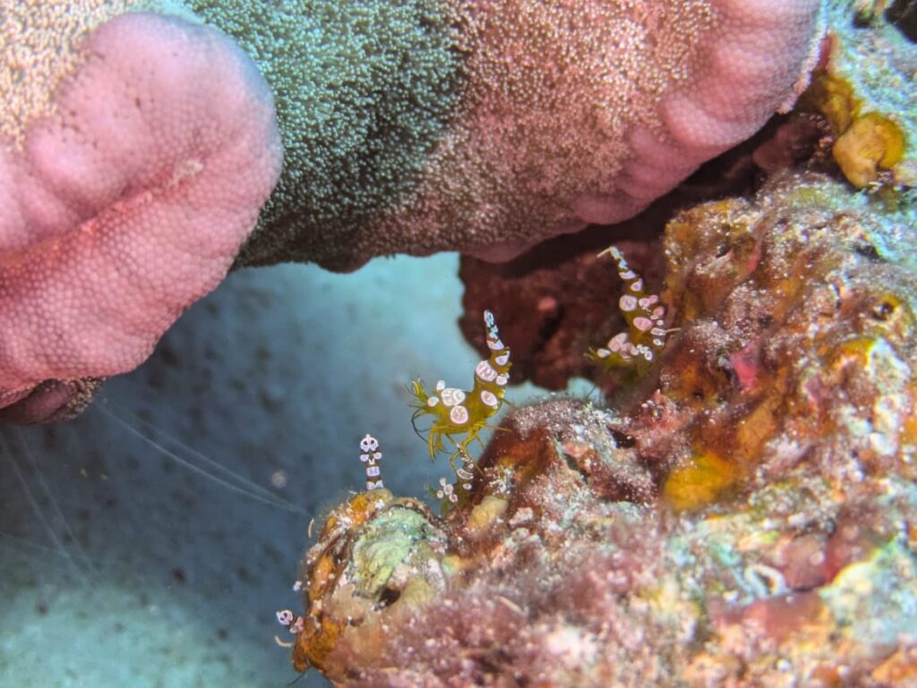 Hohlkreuzgarnele Sexy Shrimps
