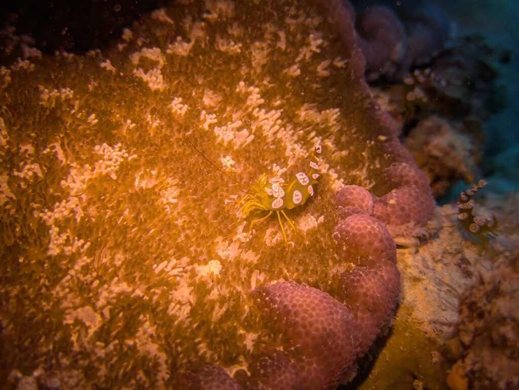 Hohlkreuzgarnele Sexy Shrimps