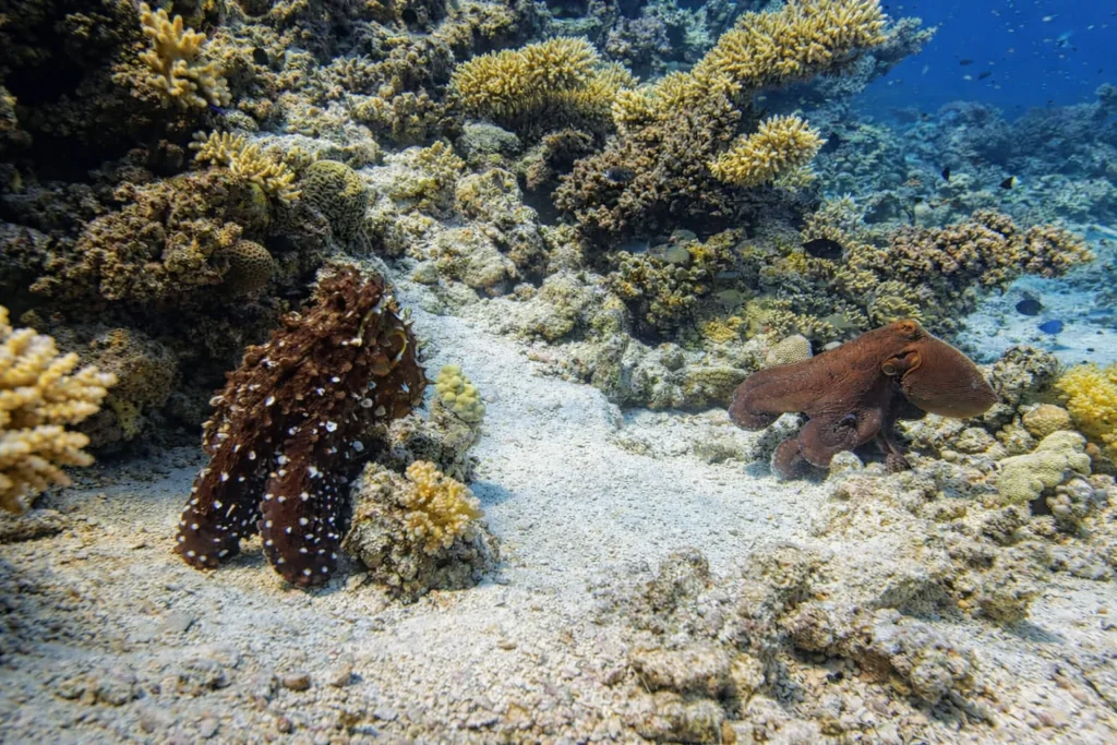 Oktopus Hurghada Rotes Meer