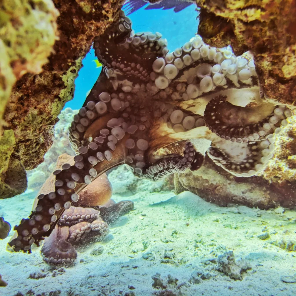 Oktopus Hurghada Rotes Meer