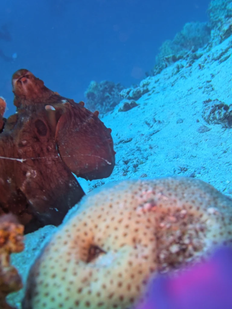 Oktopus Hurghada Rotes Meer