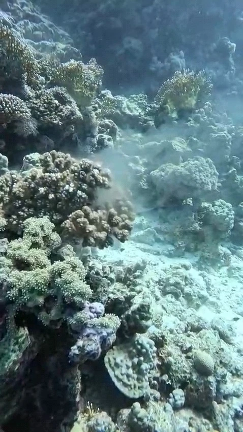 Korallenlaichen Rotes Meer