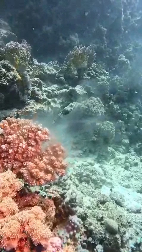 Korallenlaichen Rotes Meer