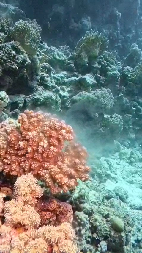 Korallenlaichen Rotes Meer